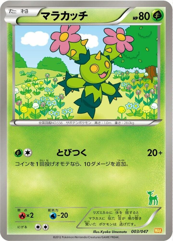 Maractus